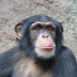 240px-Chimpanzee-Head.jpg