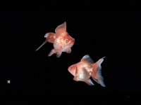 IMG_0323.JPG IMG_0323.JPG