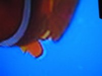 nemo doppi bordi.jpg