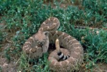 230px-Crotalus_atrox_USFWS.jpg