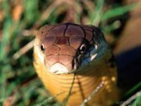 230px-KINGCOBRA.jpg