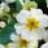 primula