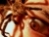 L'avatar di Pepporec